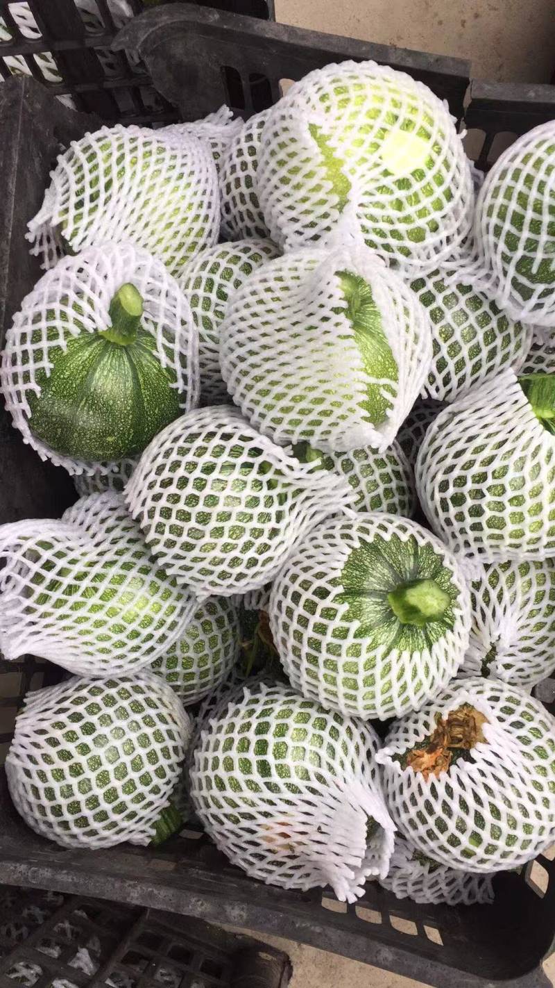 嫩南瓜开始上市，一手货源，价格合理欢迎大家关注