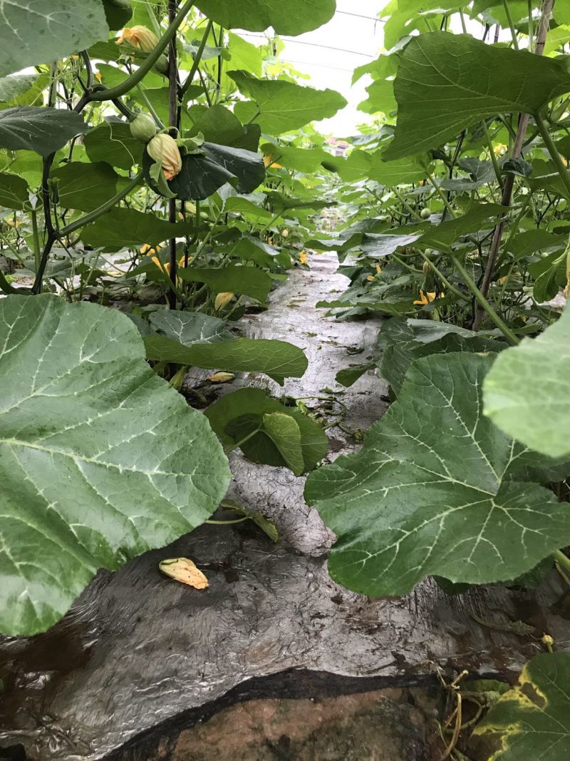 嫩南瓜开始上市，一手货源，价格合理欢迎大家关注