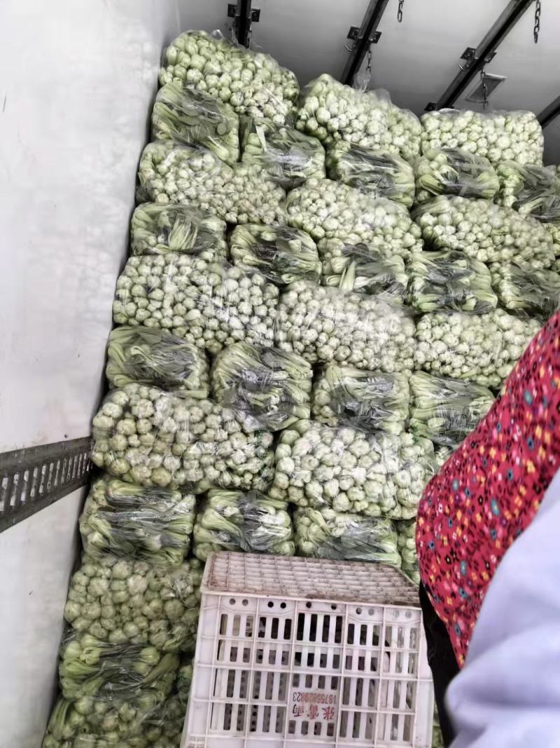 油菜安徽上海青专业打包打冷一条龙量大从优欢迎咨询