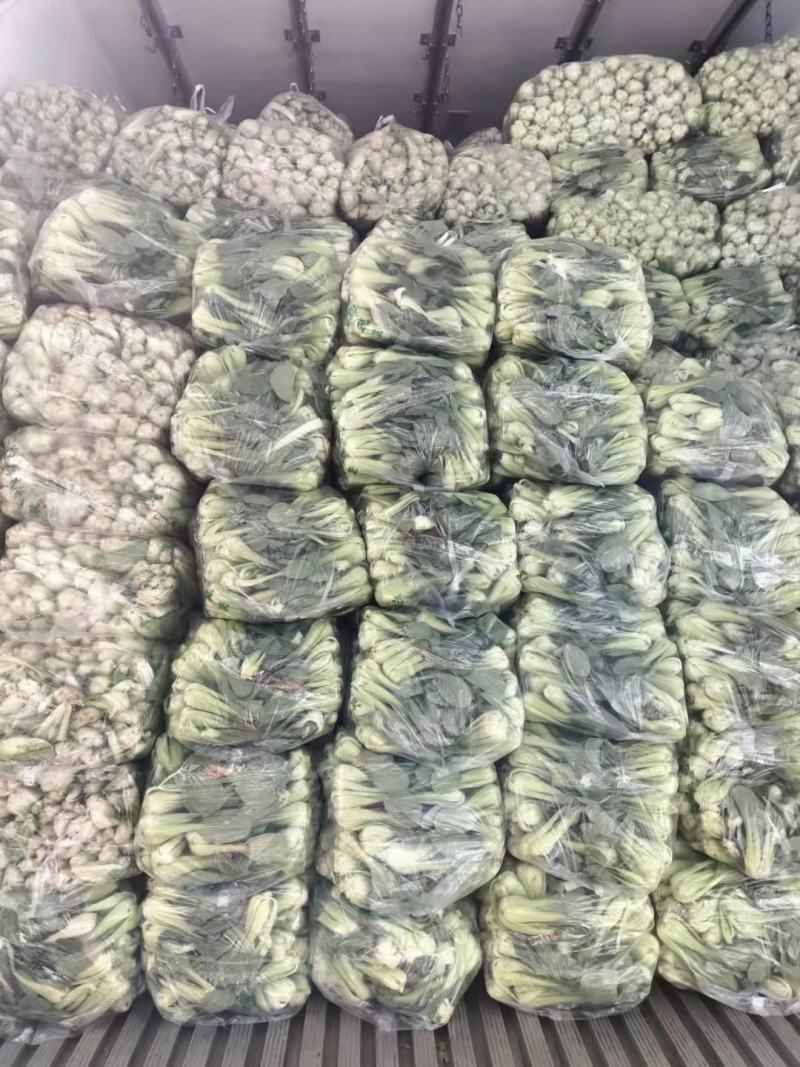 油菜安徽上海青专业打包打冷一条龙量大从优欢迎咨询