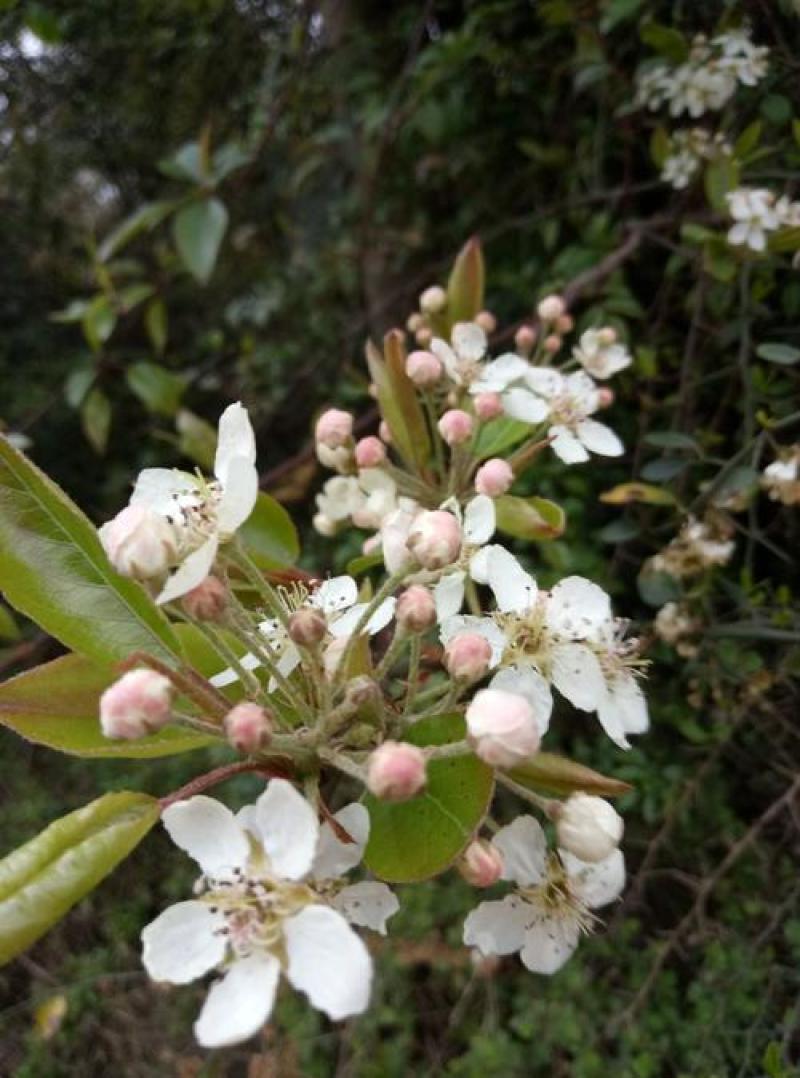 棠梨花云南野菜