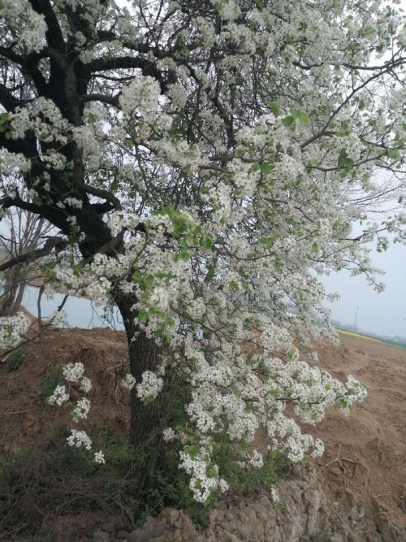 棠梨花云南野菜