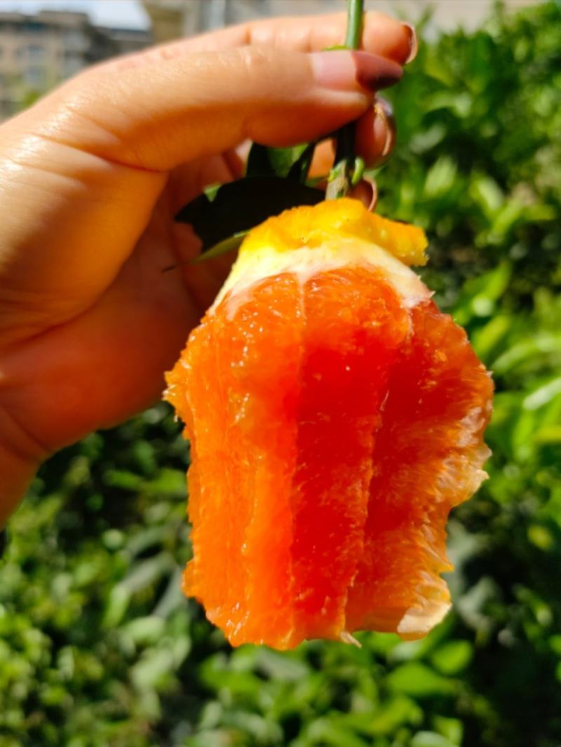 湖北秭归血橙果肉细腻水分充足口感甜一手货源看视频看货