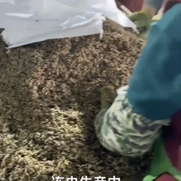 小龙虾、河蟹精品昆虫饵料