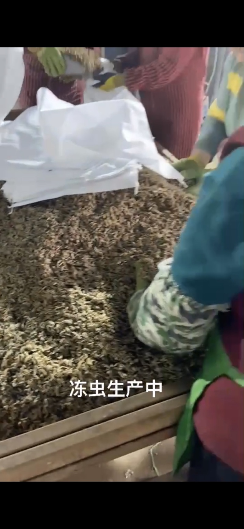 小龙虾、河蟹精品昆虫饵料