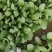 万亩基地精品小油菜精油麦菜精品