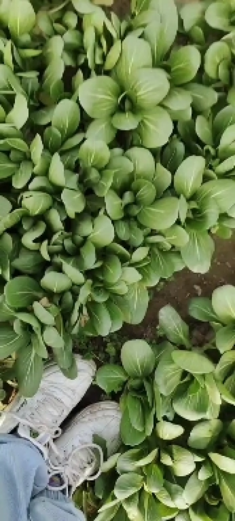 万亩基地精品小油菜精油麦菜精品