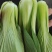 万亩基地精品小油菜精油麦菜精品