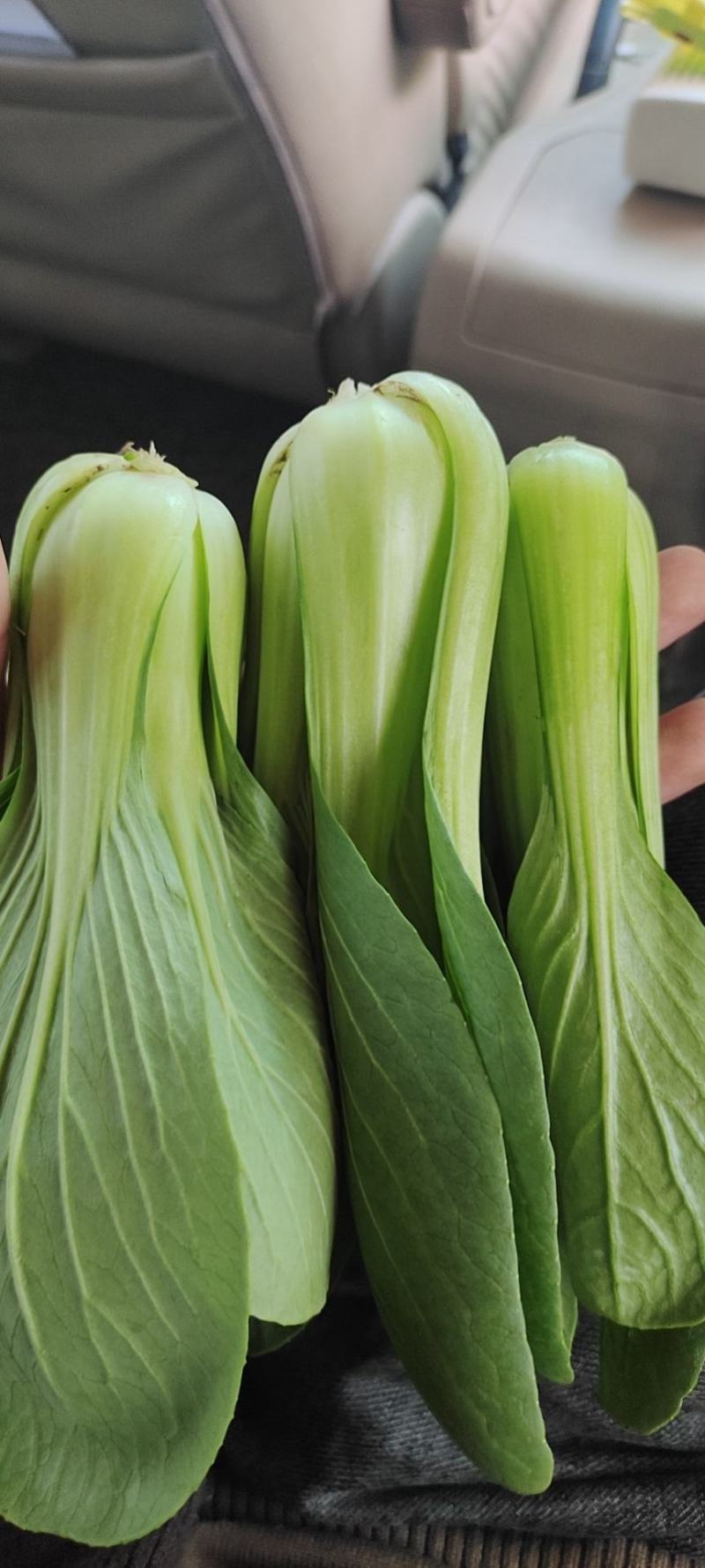 万亩基地精品小油菜精油麦菜精品