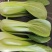 万亩基地精品小油菜精油麦菜精品