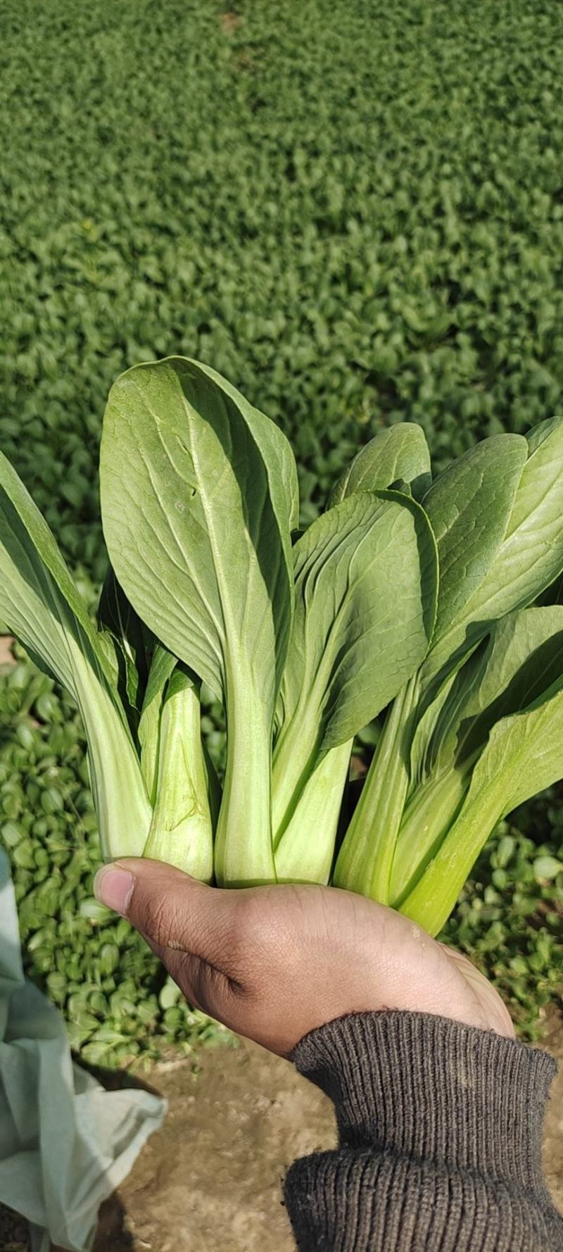万亩基地精品小油菜精油麦菜精品