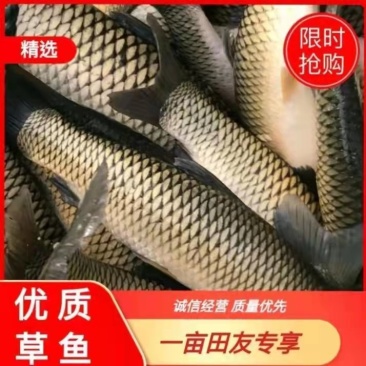 优质草鱼大量供应，大小规格齐全，可以送货上门，品质保证