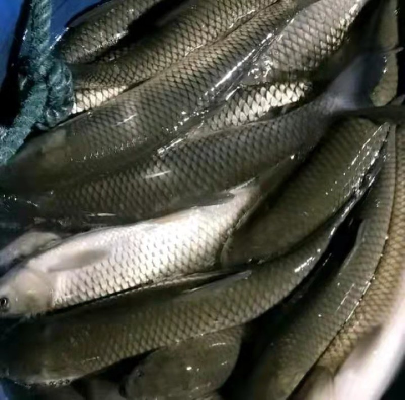 优质草鱼大量供应，大小规格齐全，可以送货上门，品质保证