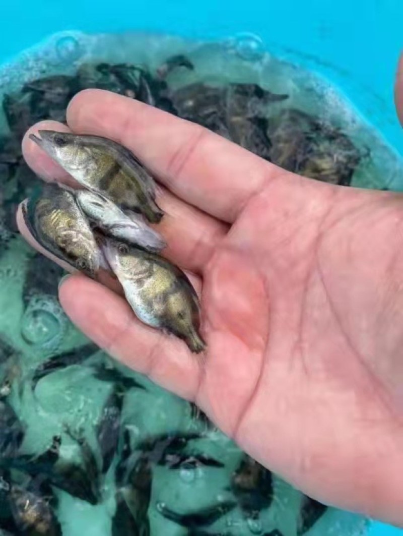 优质草鱼大量供应，大小规格齐全，可以送货上门，品质保证