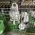 肉兔养殖基地，各种规格肉兔，公母都有，高蛋白，低脂肪。