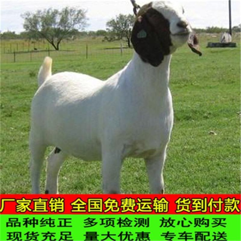 波尔山羊怀孕母羊小羊苗种公羊全国发货，免费运输