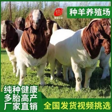 波尔山羊怀孕母羊小羊苗种公羊全国发货，免费运输