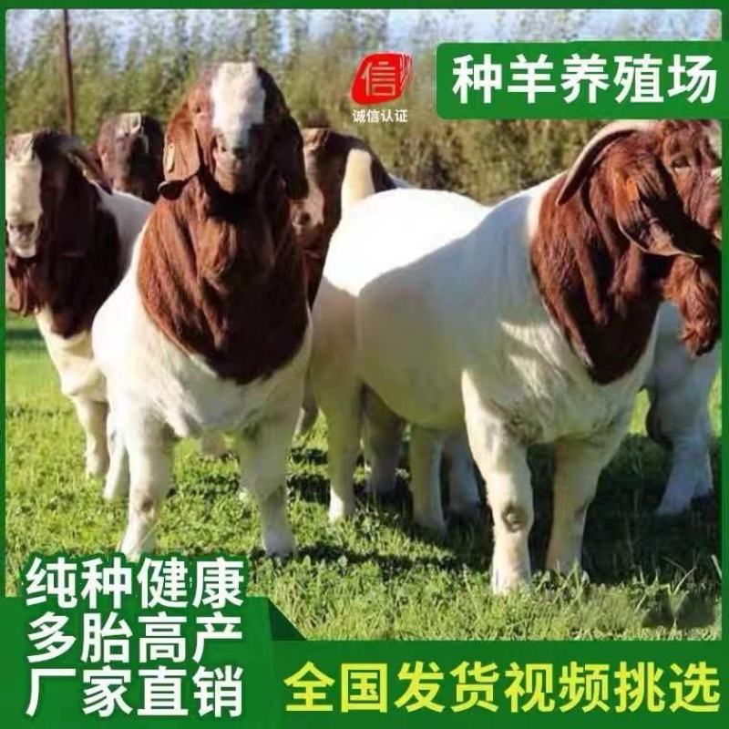 波尔山羊怀孕母羊小羊苗种公羊全国发货，免费运输