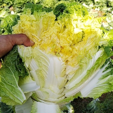 贵州精品黄心大白菜，量大从优，需要的老板联系