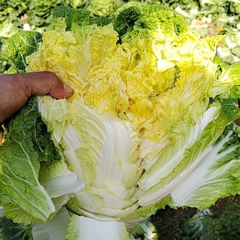 贵州精品黄心大白菜，量大从优，需要的老板联系