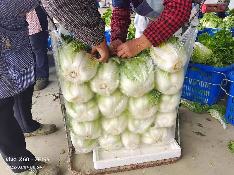 贵州精品黄心大白菜，量大从优，需要的老板联系