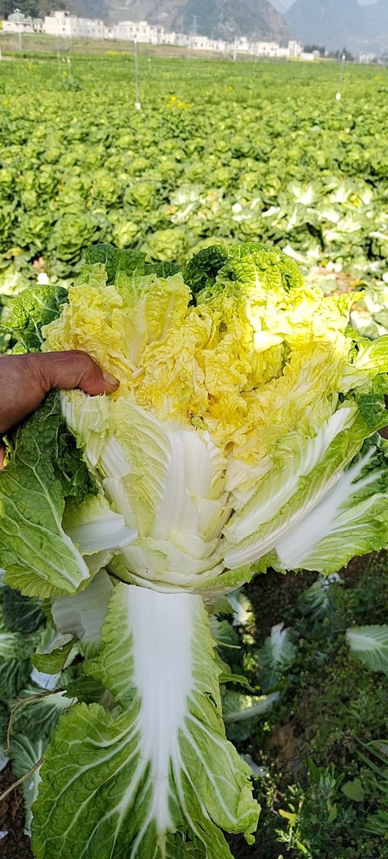 贵州精品黄心大白菜，量大从优，需要的老板联系