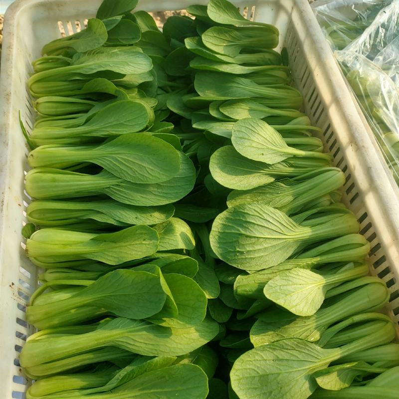 长期出售精品青菜小白菜质量保证合作共赢