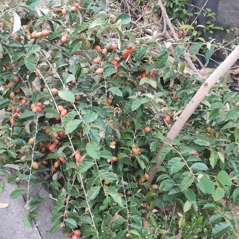 羊奶果，树苗珍贵果苗南北方经济果苗高产水果