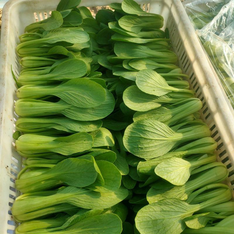 长期出售精品青菜小白菜质量保证合作共赢