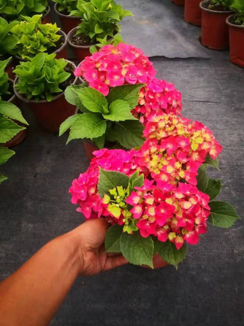 绣球小苗