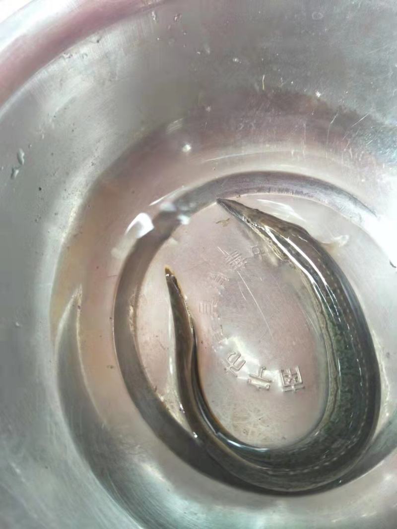 广西南宁，鱼苗繁殖基地，大量供应，良种刺鳅鱼苗。