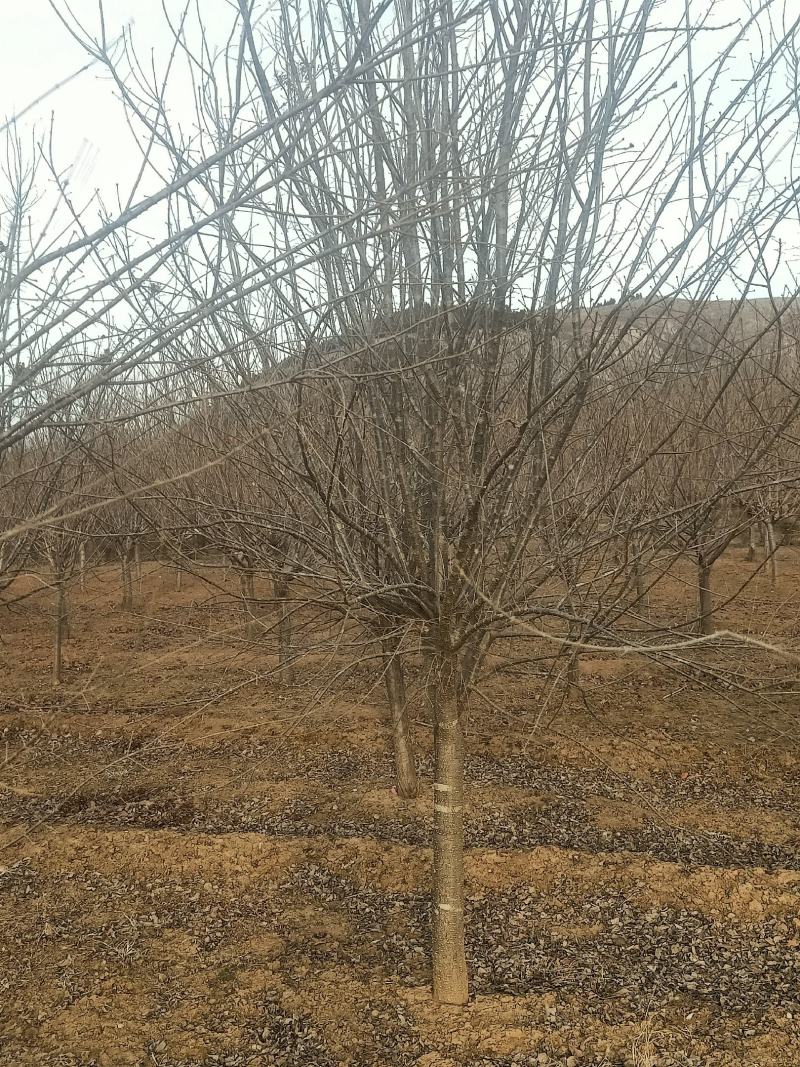 暴马丁香紫丁香高杆丁香丛生丁香