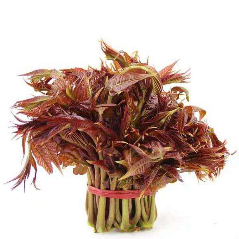 精品香椿芽食用产品