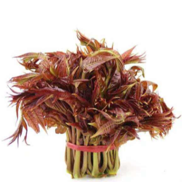 精品香椿芽食用产品