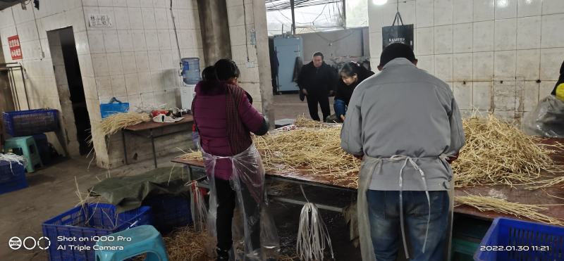 认准一手厂家白茅根优质货源常年供应