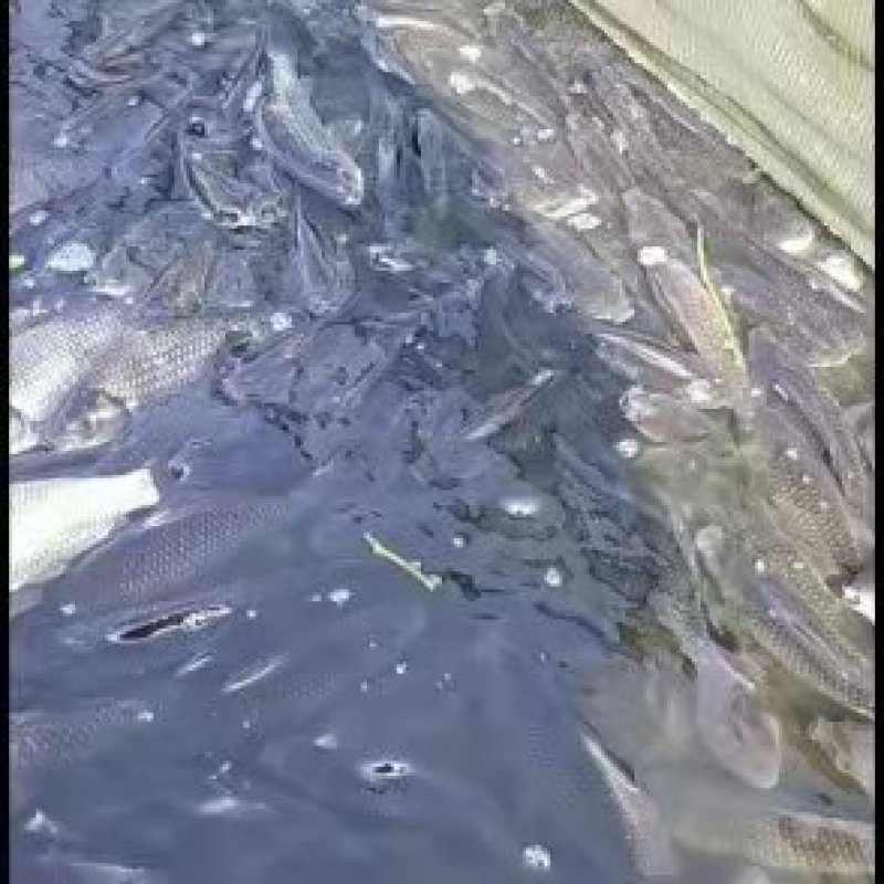鲫鱼，垂钓鱼大小规格都有，提供养殖技术和池塘消毒