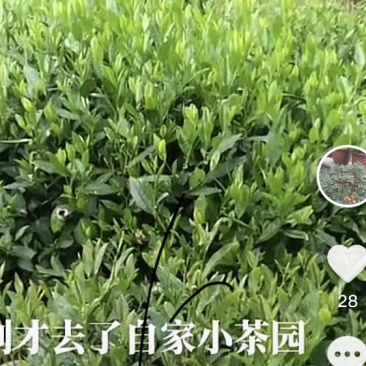 我想卖岳西名茶