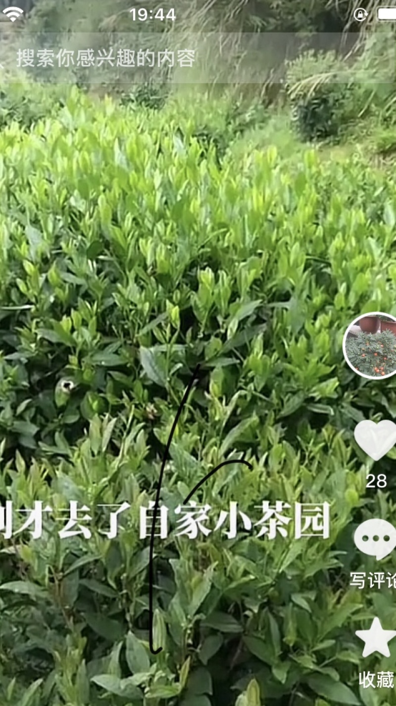 我想卖岳西名茶