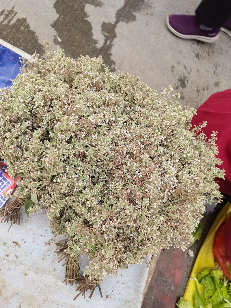 广西山上土特产花麦