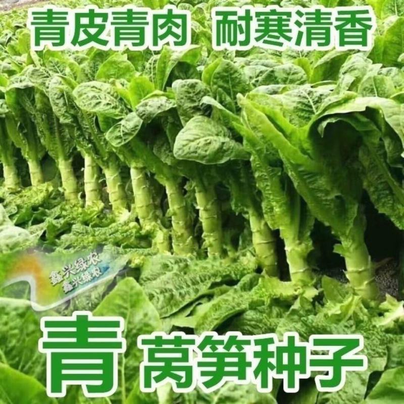 莴笋种子香笋6号莴笋种子抗病皮嫩浅绿油亮肉浅青绿翠嫩莴笋