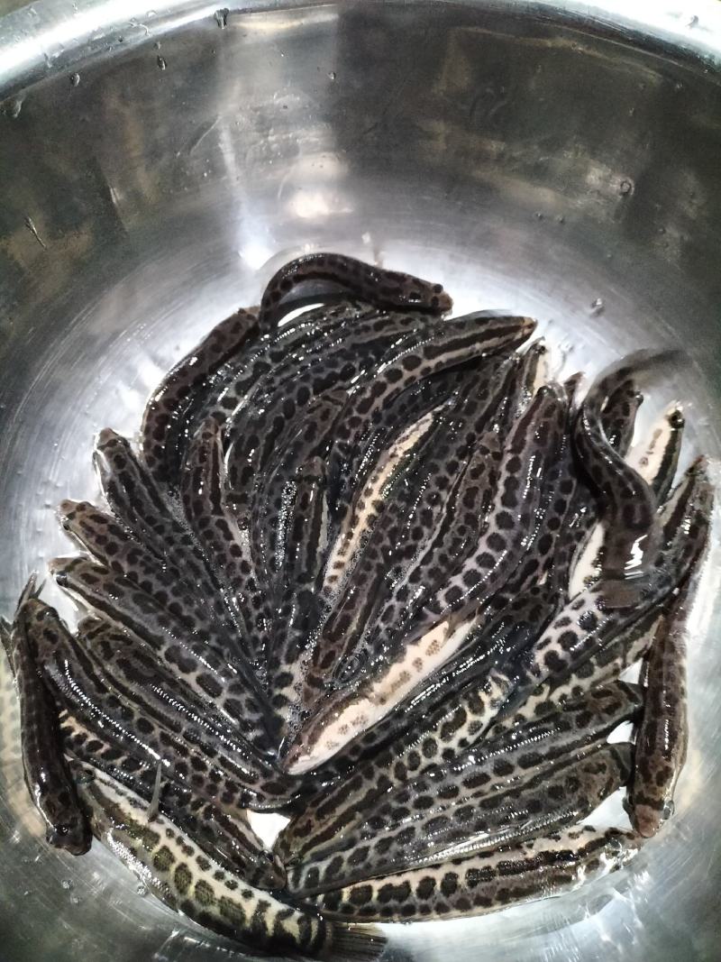 黑鱼苗，杂交黑鱼苗，斑鱼，乌鱼苗乌鳢鱼，包邮到家