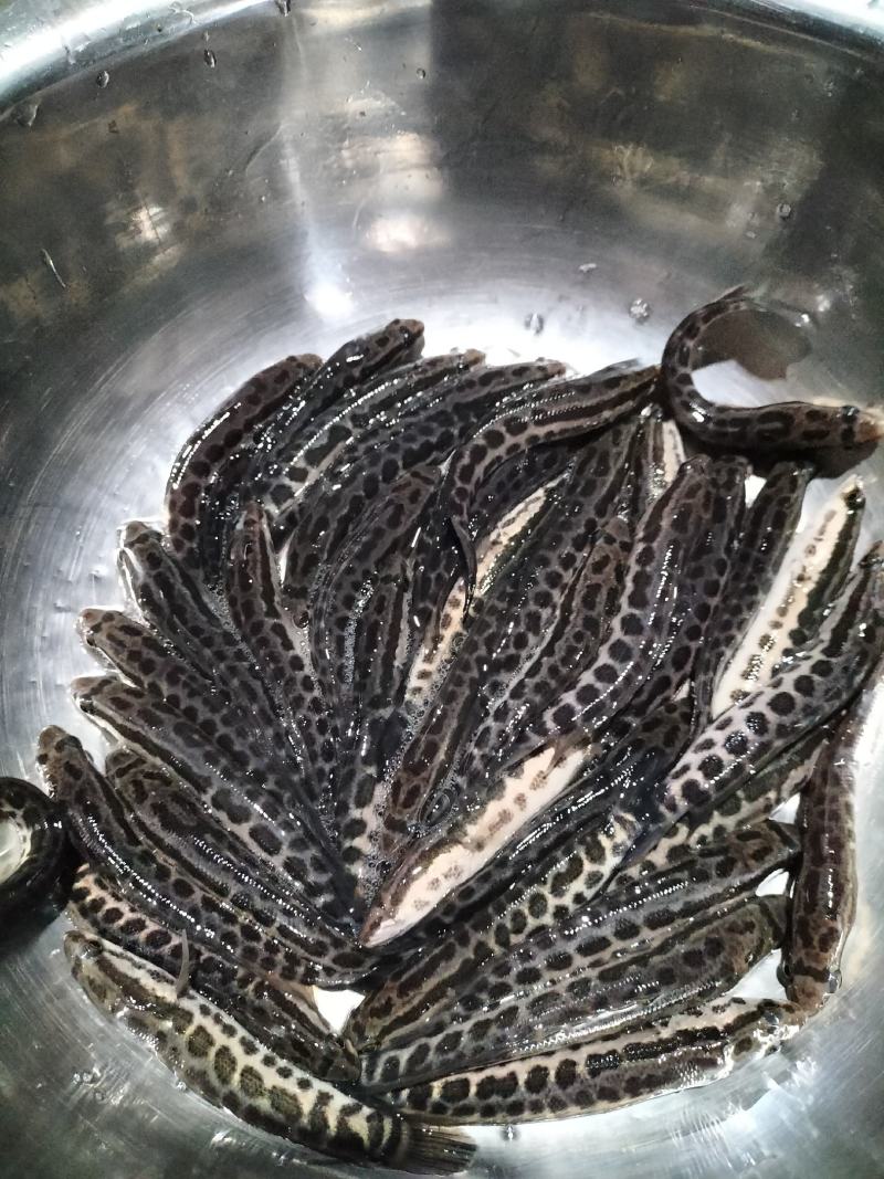 黑鱼苗，杂交黑鱼苗，斑鱼，乌鱼苗乌鳢鱼，包邮到家