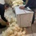 豌豆粉丝手工晾晒一件50把左右展销会地摊