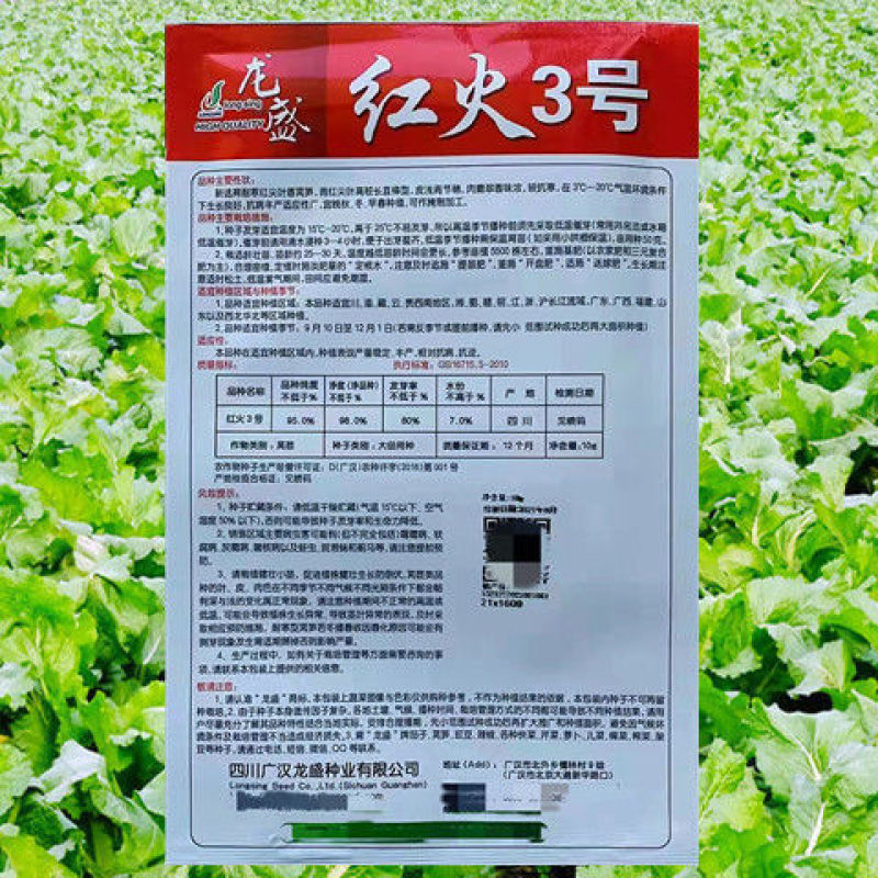 莴笋种子龙盛红火3号莴笋高产抗病青皮青肉红尖清香脆爽莴