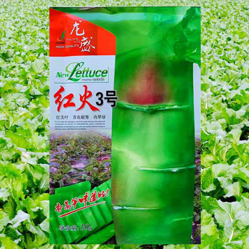 莴笋种子龙盛红火3号莴笋高产抗病青皮青肉红尖清香脆爽莴