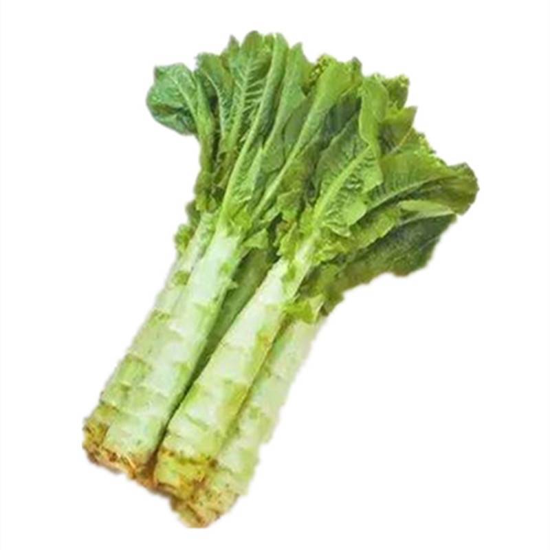 莴笋种子龙盛红火3号莴笋高产抗病青皮青肉红尖清香脆爽莴