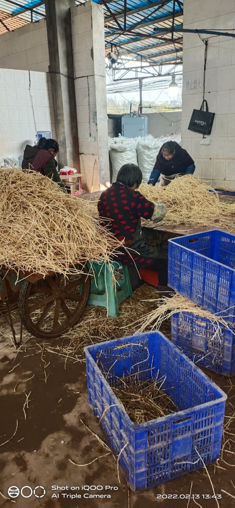 白茅根干货切段白茅根干货干条根据客户需要订做
