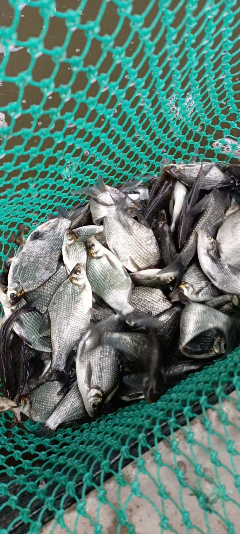 优质鳊鱼苗鲳鱼规格大小齐全批发出售量大从优欢迎联系
