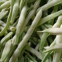 精品白不老芸豆，九粒芸豆质量好种植基地，全国发货量大价优
