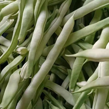 精品白不老芸豆，九粒芸豆质量好种植基地，全国发货量大价优